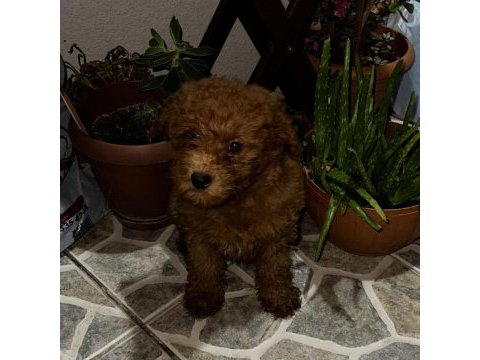 Sağlık ve ırk garantili poodle yavrular