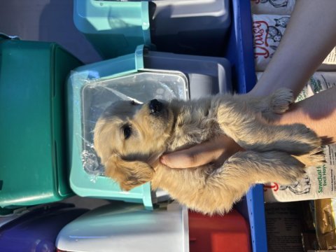 Erkek dişi golden retriever yeni yuvasını bekliyor