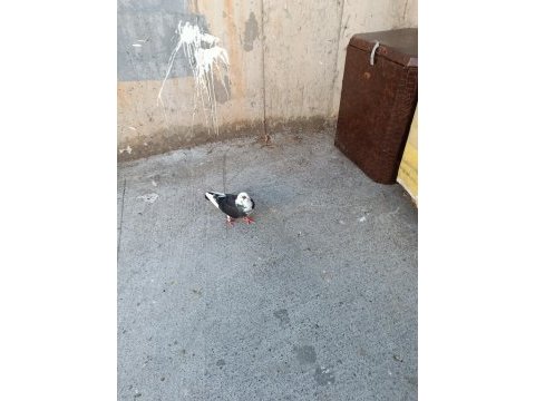 Acil satılık güvercin