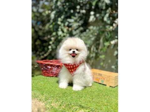 Boo pomeranian peluş ayıcık tip yavrularımız