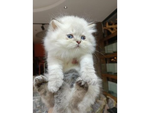 2 aylık erkek british longhair