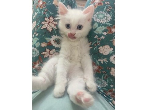 2.5 aylık erkek beyaz yavru british shorthair