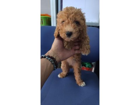 Irk ve sağlık garanti orjinal maltipoo bebeğimiz