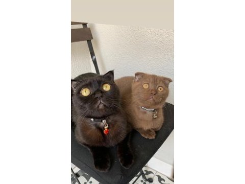 24 kasım doğumlu scottish fold