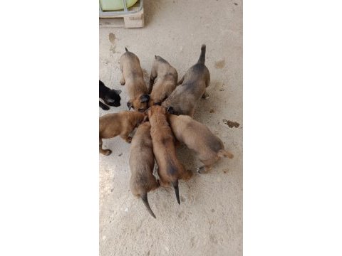 Orjinal saf belçika kurdu a kalite