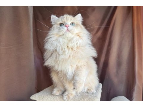 Krem british longhair oğluş