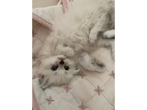 British longhair yavru kedilerimiz teslime hazırdır
