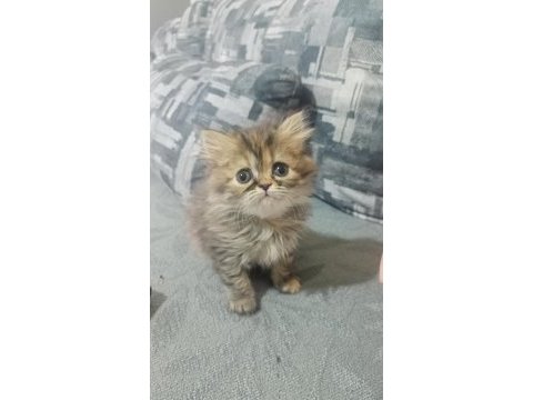 Mavi göz exotic chinchilla melezi yavrular