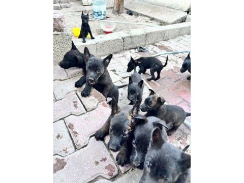 Belçika malinois köpeği