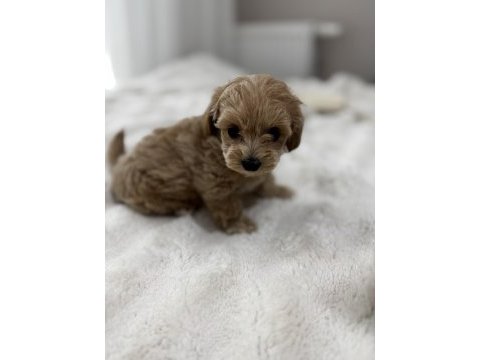Sıfır numara maltipoo