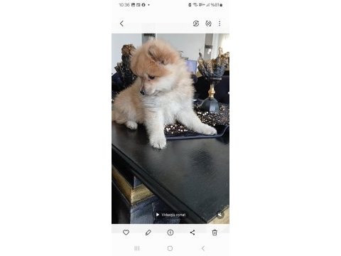 Pomeranian 2 aylık köpeğimiz