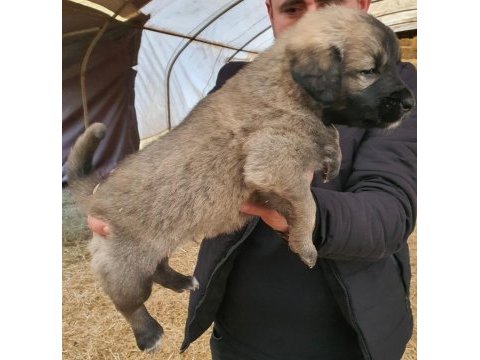 Tr tek kara zından ve sıyah capar kangallarım olsun dıyosan