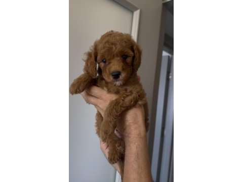 2 buçuk aylık erkek toy poodle
