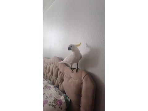 Sülfür kakadu papağanı