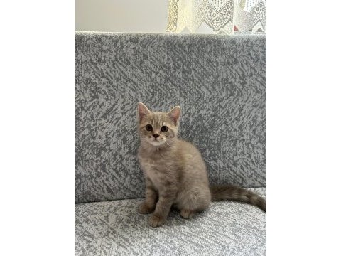 British shorthair yavrularımıza yeni yuva arıyoruz