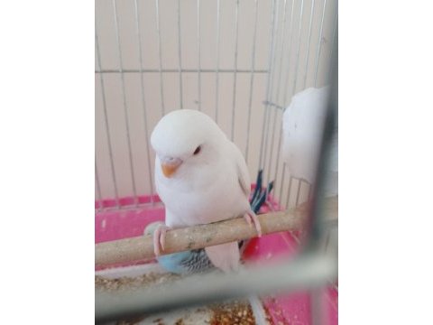 Dişi kırmızı göz yavru muhabbet kuşu