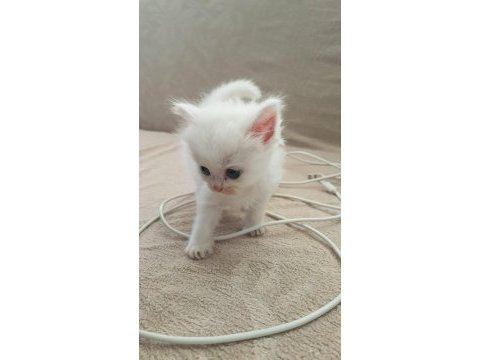 1 aylık yavru british longhair