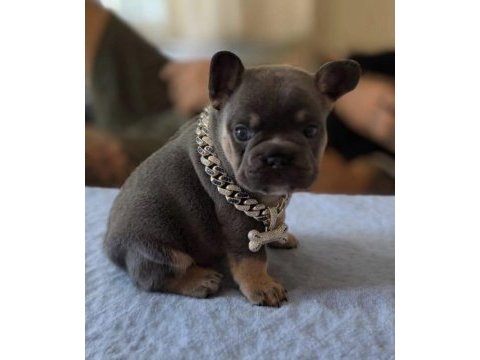 Isabella ve fluffy taşıyıcı favori renklerde bebek köpekler