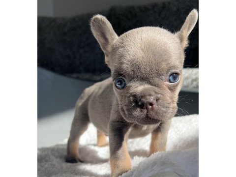 Mavi gözlü ev bakımı french bulldog yavrum