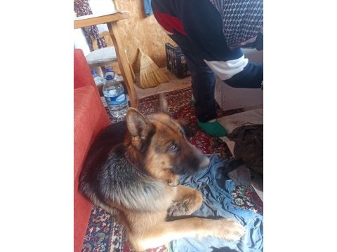 Safkan alman kurdu yavruları