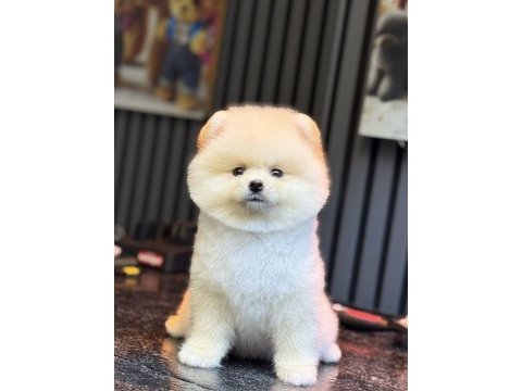 Pomeranian boo gülen yüz