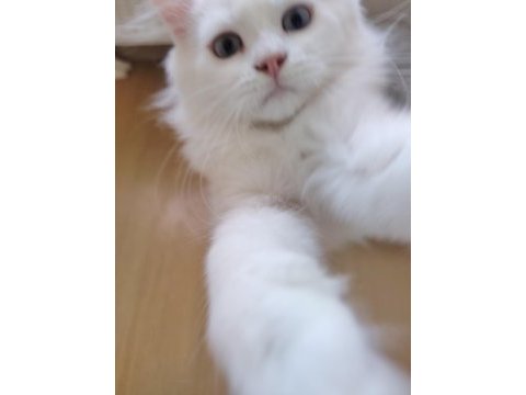 Mavi gözlü safkan british longhair yavrular