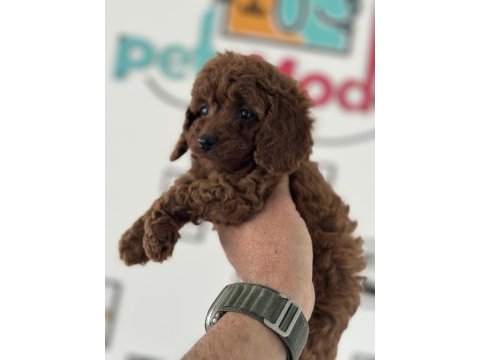 Ankranın en seçkin redbrown toy poodle yavruları