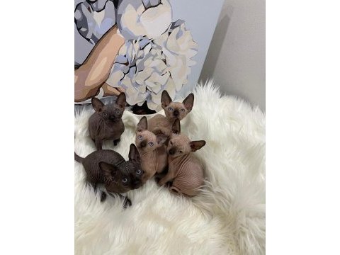 Özenle yetiştirilen sphynx bebekler