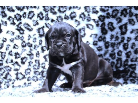Fcı- kıf secereli safkan cane corso yavrular