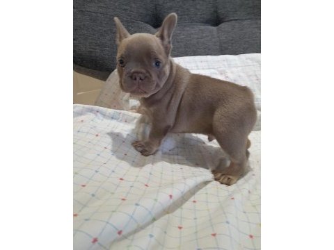 İsabella and tan erkek yavru french bulldog