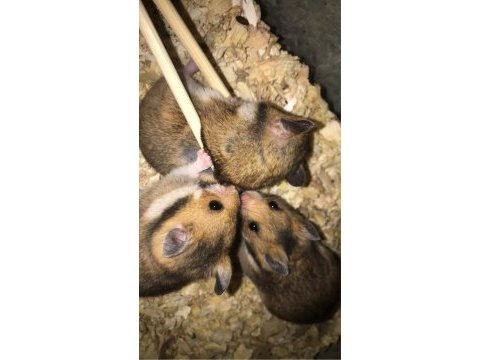 1 paket yem karşılığı hamster ücret talep edilmez
