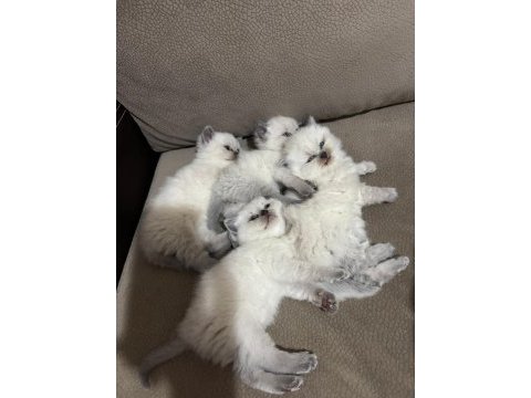 Safkan mavigöz blue point british shorthair