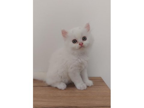 British shorthair