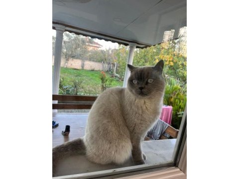 Kedi british shorthair dişi