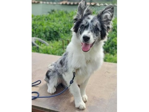 12 yıllık üreticiden border collie yavrular