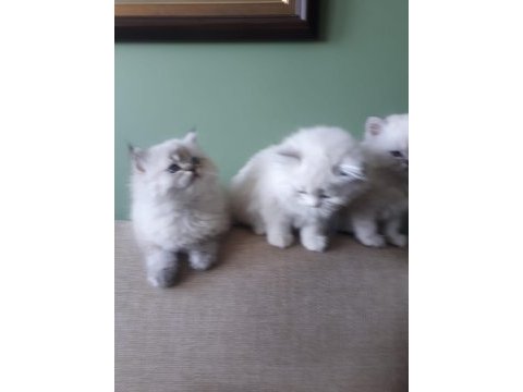 Anne sütü ile büyüyen 2 erkek bir dişi ragdoll yavrular