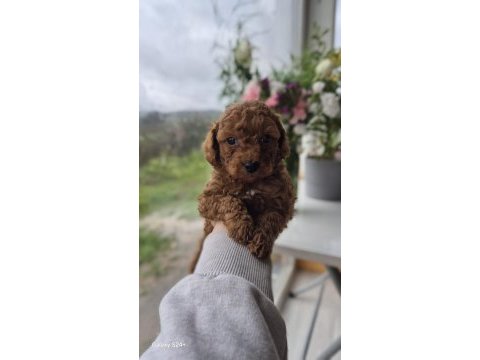 Erkek toy poodle