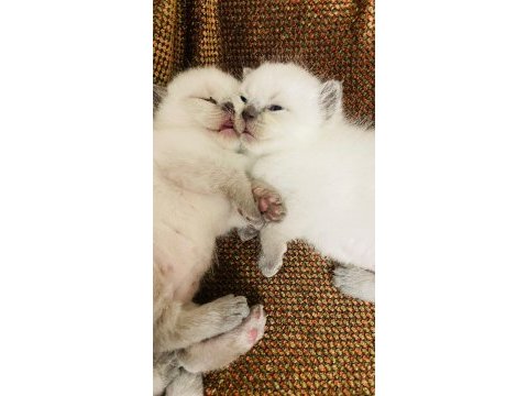 1 aylık safkan scottish fold yavrumuza yuva arıyoruz
