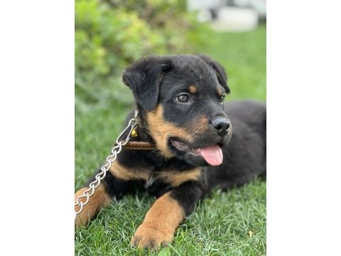 Macar rottweiler