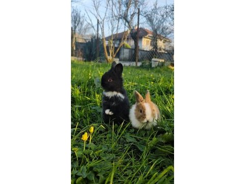 Lop kırması bir çift yavru tavşan