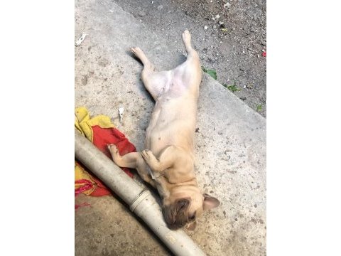 1 yaşında fransız bulldog