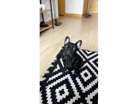 Satılık fransız bulldog köpeğimiz