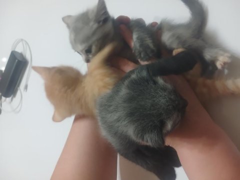 Yavru kedi siyam ile scottish kırık kulak yavruları