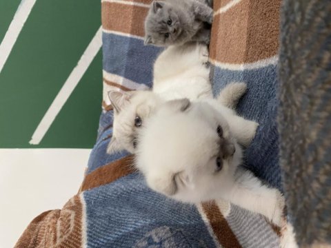 3 haftalık 2 dişi scottish fold yavru