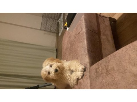 5 aylık köpeğimiz acı olarak lütfen