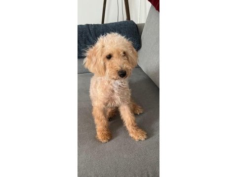Tüm aşıları yapılmış maltipoo cinsi köpeğimiz