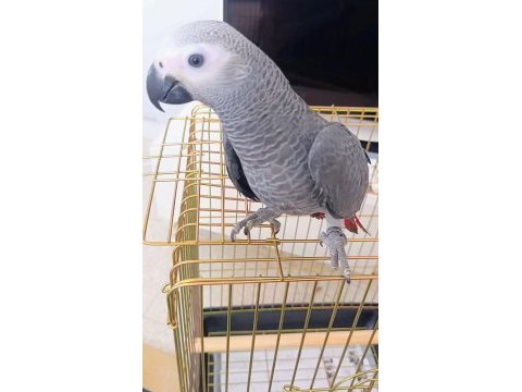 Jako papağanı yavrularımız yeni ailelerine gitmeye hazır