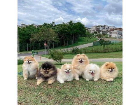 Efsane güzellikte pomeranian tatlılığına doyamazsınız