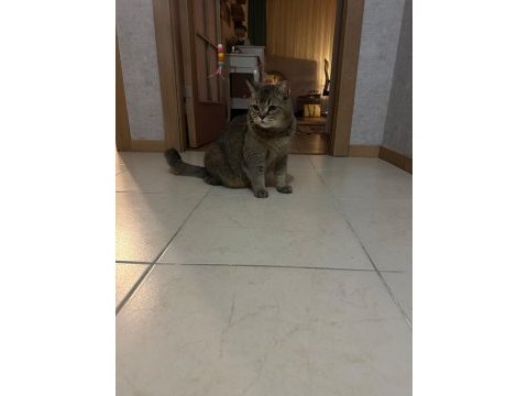 Kedimiz aslan için güzel bir yuva arıyoruz