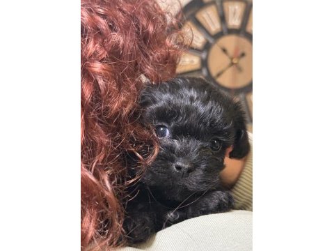 Mini boy güzel suratlı siyah maltipoo yavrular